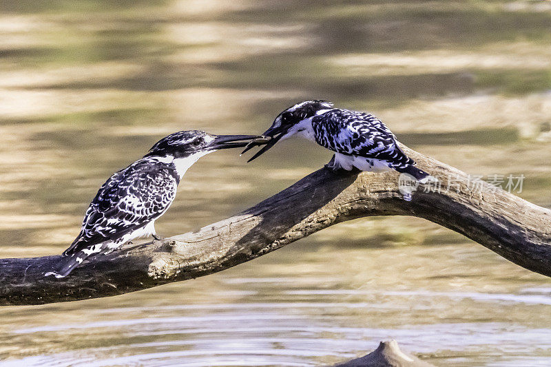 Pied Kingfisher分享他的鱼(Ceryle rudis)